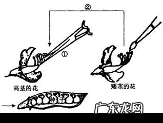 植物怎么区分母本和父本,橘子树怎么看父本母本