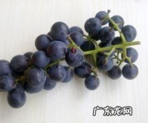 榨葡萄汁要去皮,葡萄榨汁要去皮去籽