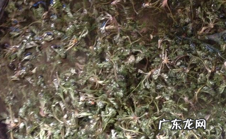 茵陈熬水要煮多久,喝茵陈水会引起肝功能异常