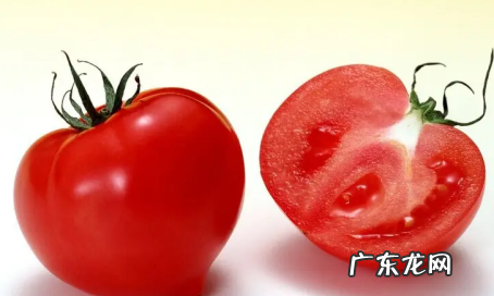 无子番茄是怎么形成的,关于无子番茄问题的论文