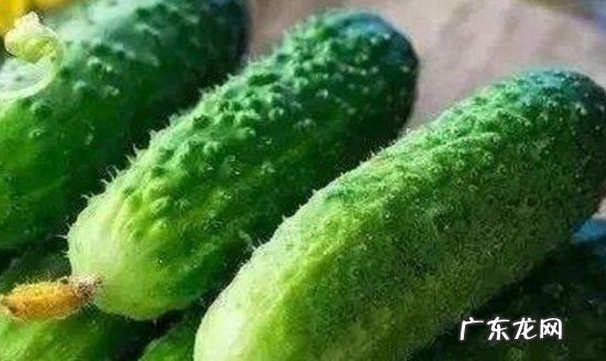 黄瓜为什么不能放冰箱,黄瓜能放冰箱冷藏几天