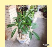 阳台如何养鸡蛋花,鸡蛋花的养殖方法和注意事项