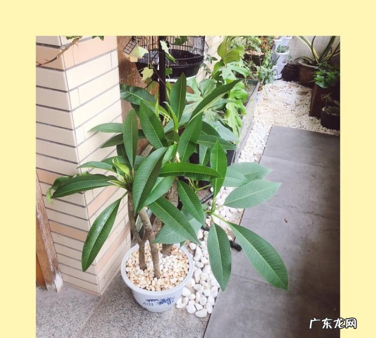 阳台如何养鸡蛋花,鸡蛋花的养殖方法和注意事项