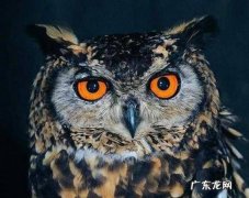 鸮卣怎么读 大家不妨学习一下,鸮字怎么读音是什么