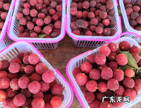 杨梅如何处理才能吃,每吃一颗杨梅就等于吞了六个活蛆