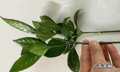 如何让栀子花生根,栀子花扦插生根最快方法