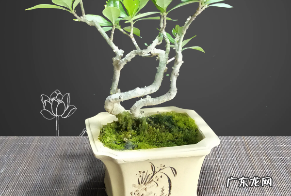 如何让栀子花生根,栀子花扦插生根最快方法