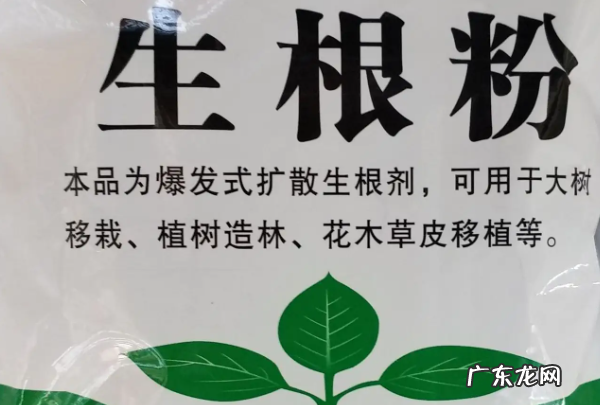 如何让栀子花生根,栀子花扦插生根最快方法