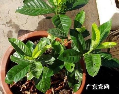 如何让栀子花生根,栀子花扦插生根最快方法