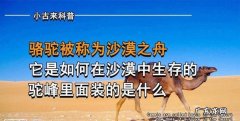 沙漠之舟是什么动物的美称,为什么把骆驼叫做沙漠里的船
