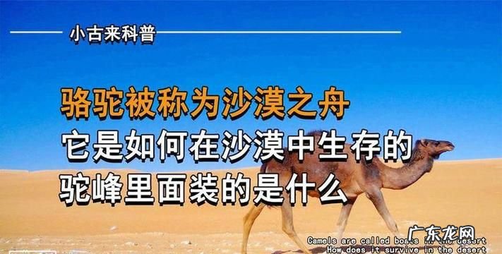 沙漠之舟是什么动物的美称,为什么把骆驼叫做沙漠里的船