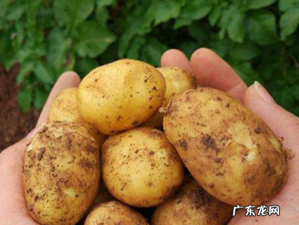 生土豆放冰箱还能吃,土豆放入冰箱还能吃