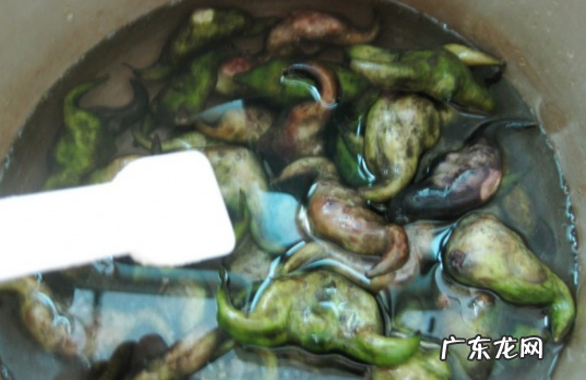 菱角能生吃,孕妇可以吃生菱角
