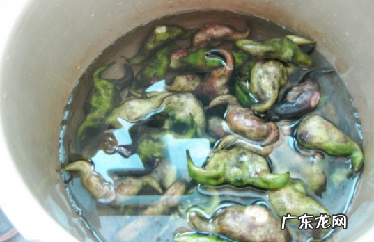 菱角能生吃,孕妇可以吃生菱角