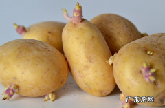 发芽土豆怎么处理,土豆发芽了怎么办