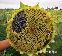 向日葵瓜子怎么来的,如何收获葵花籽 3种方法来收获葵花籽
