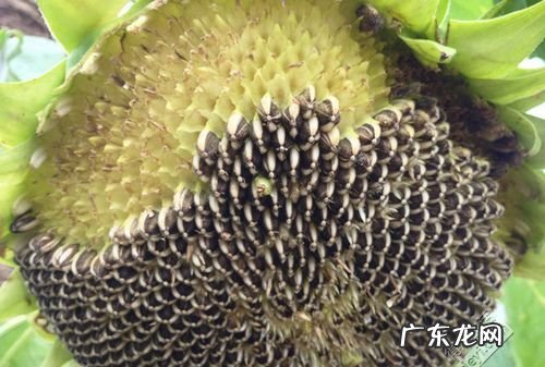 向日葵瓜子怎么来的,如何收获葵花籽 3种方法来收获葵花籽