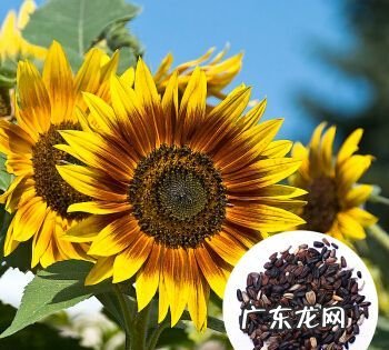 向日葵瓜子怎么来的,如何收获葵花籽 3种方法来收获葵花籽