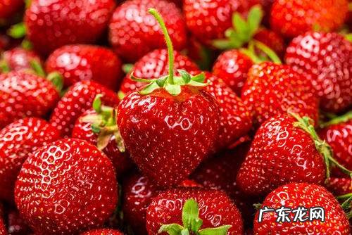 草莓蒂能吃,兔子不能吃草莓