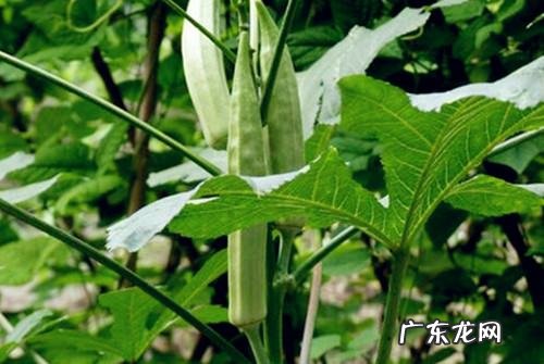 秋葵籽能吃,秋葵种子要浸种多久