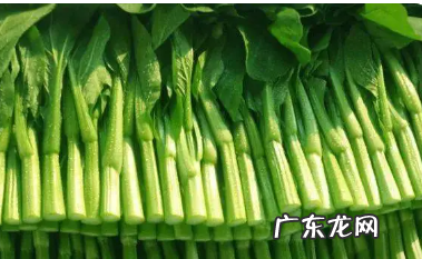 芥兰与广东菜心怎么区分,芥兰和广东菜心有什么区别