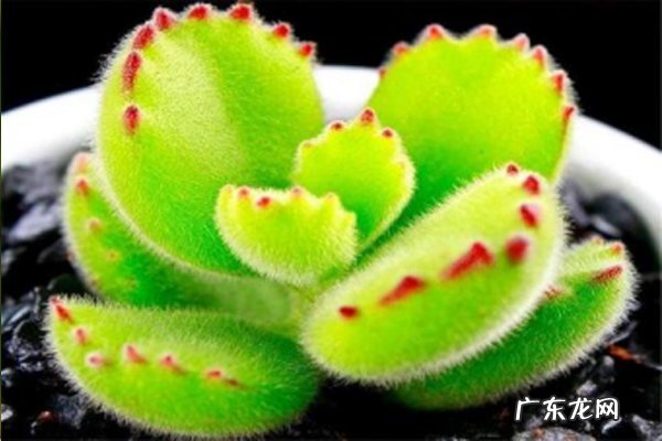 多肉的养殖方法和注意事项,的养殖方法和注意事项