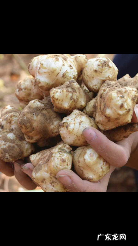 洋姜为什么不开花,秋风中盛开的洋姜花