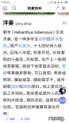 洋姜为什么不开花,秋风中盛开的洋姜花