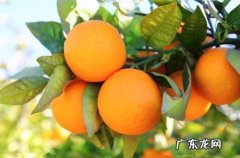 脐橙青色的能吃吗,赣南脐橙有哪些特点吃了好不好