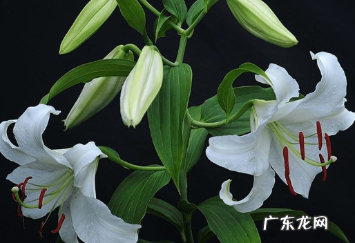 百合助睡眠,百合助睡眠咋样