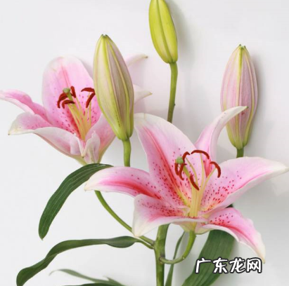 百合助睡眠,百合助睡眠咋样