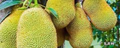 木菠萝怎么才算成熟 木菠萝怎么看才知道是成熟的