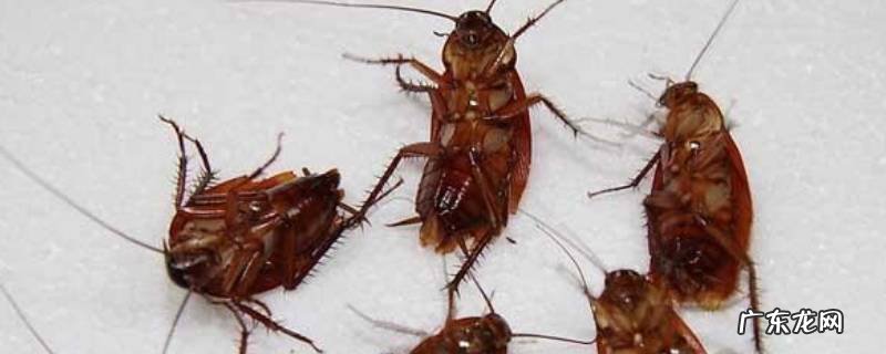 酒精可以杀死蟑螂卵么 75°酒精可以杀死蟑螂卵吗