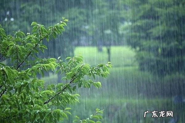 杨梅有虫用什么泡,杨梅里面的虫子怎么去掉
