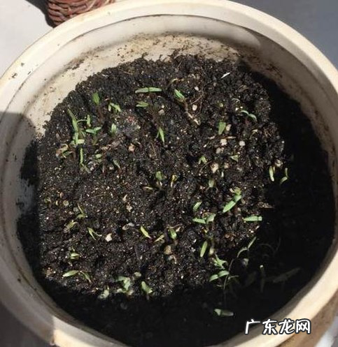 满天星可以水养,买了满天星怎么养活