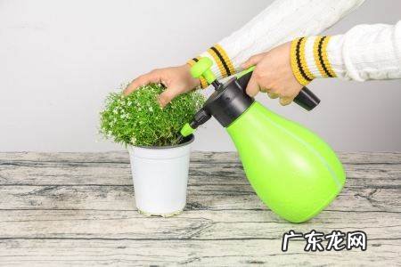 满天星可以水养,买了满天星怎么养活