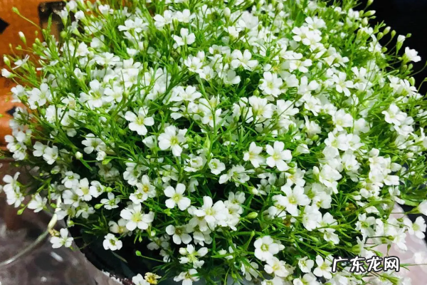 满天星可以水养,买了满天星怎么养活