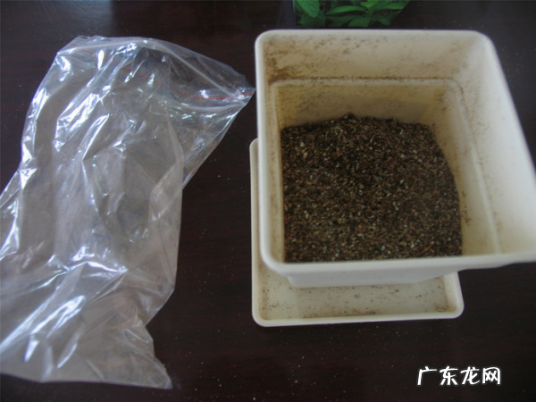 满天星可以水养,买了满天星怎么养活