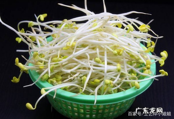 黄豆芽怎么选,发豆芽怎么挑选豆种