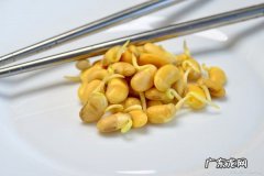 黄豆芽怎么选,发豆芽怎么挑选豆种