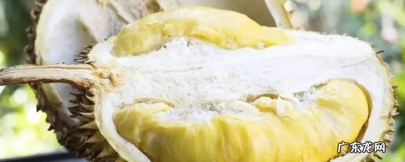 榴莲没有榴莲味道是什么原因 榴莲没有榴莲味是什么原因