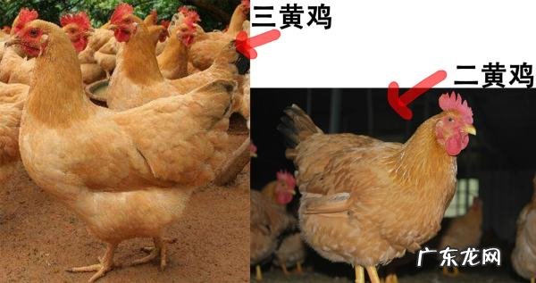 刚出壳的小鸡怎么分公母,孵出来的小鸡怎么养