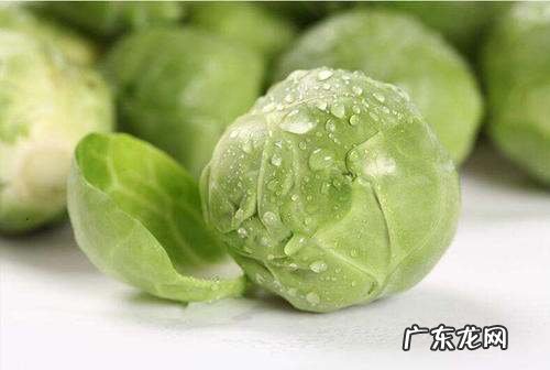 卷心菜是凉性还是热性,原子菜是凉性还是热性