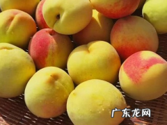 黄桃有哪些品种,黄桃最好的品种有哪些