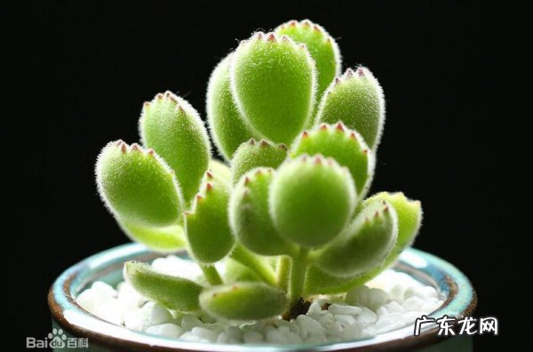 生蚝发绿是坏的,生蚝绿色能吃