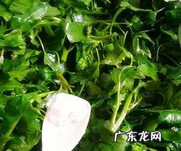 灰灰草怎么做好吃,晒干的灰菜怎么做最好吃