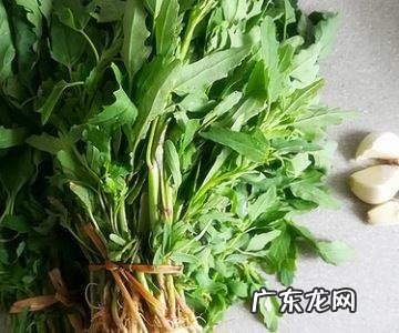 灰灰草怎么做好吃,晒干的灰菜怎么做最好吃