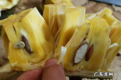菠萝蜜的胶怎么洗,菠萝蜜的胶怎么洗掉