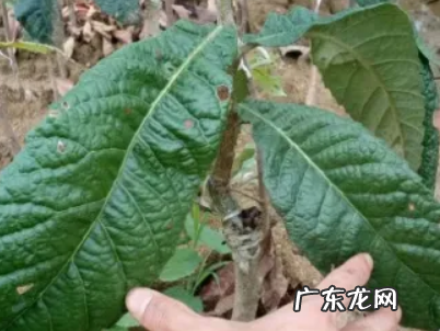 枇杷树怎么嫁接,枇杷树怎么嫁接