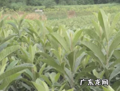 枇杷树怎么嫁接,枇杷树怎么嫁接